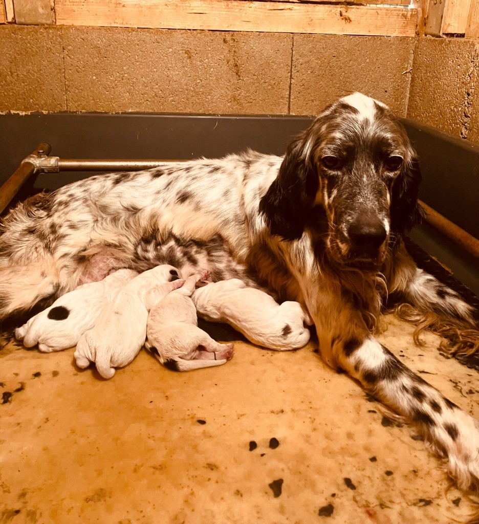 Naissance chiots Saffy 